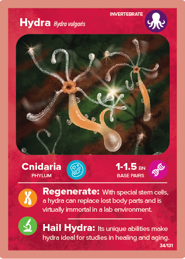 Hydra card