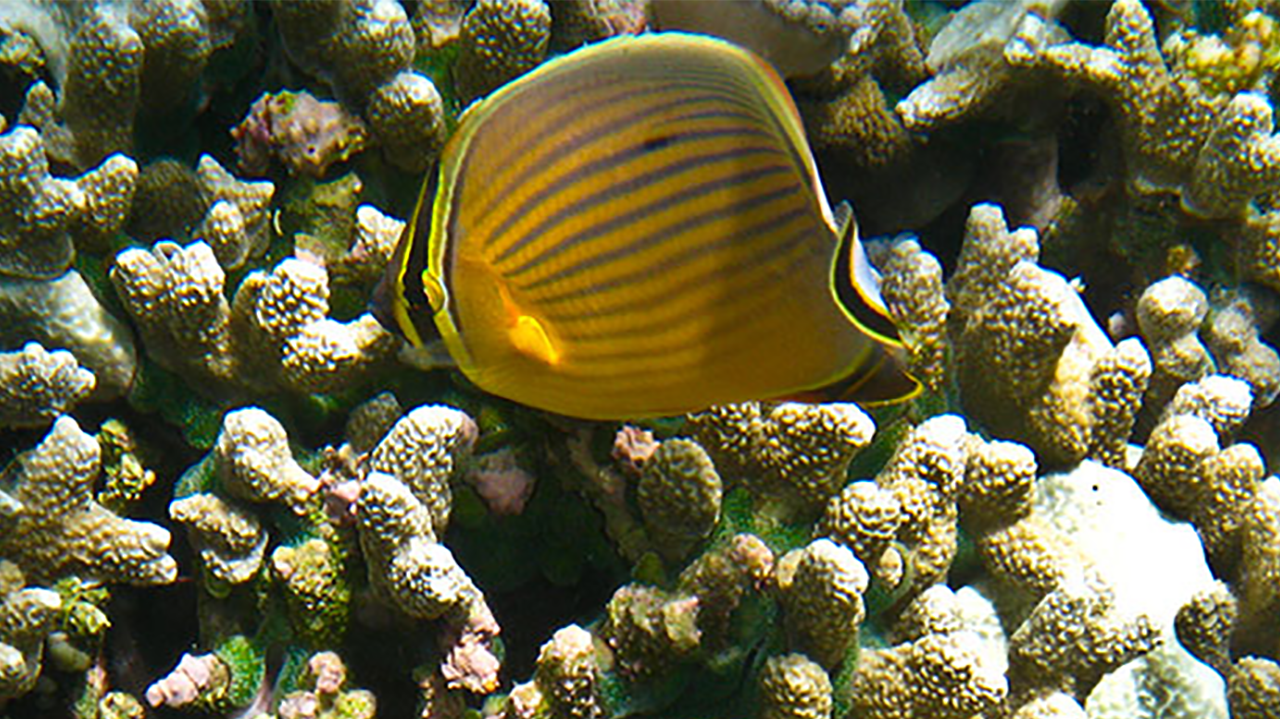 Fish Evolution Accelerated After Adapting To Eat Off Hard Surfaces 