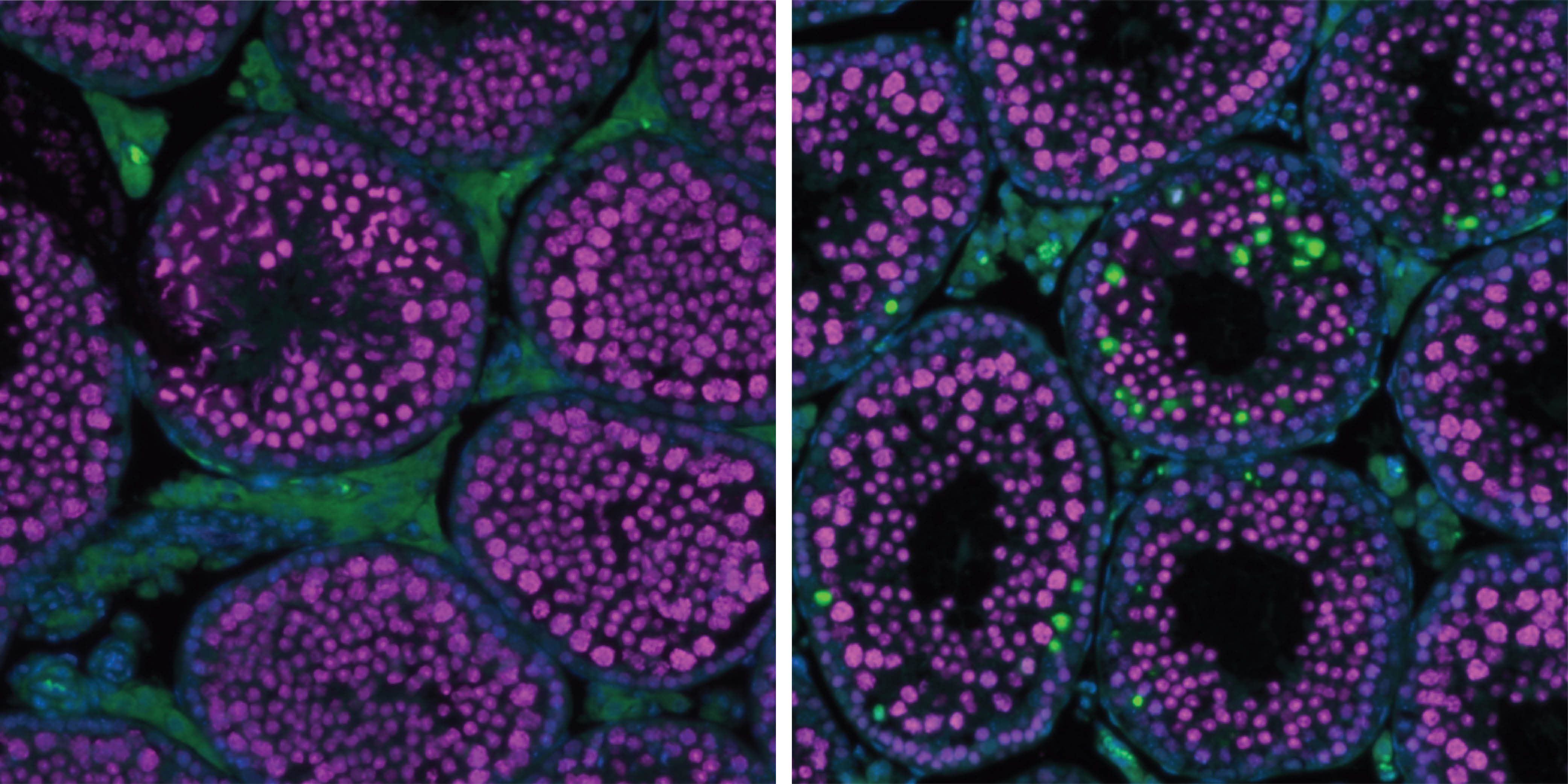 Paired fluorescent micrographs of tissue cross-sections with magenta nuclei and green borders
