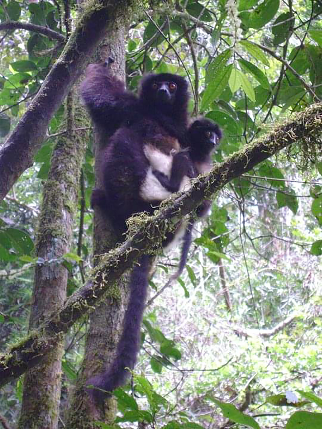 A brown lemur sitting on a tree branch