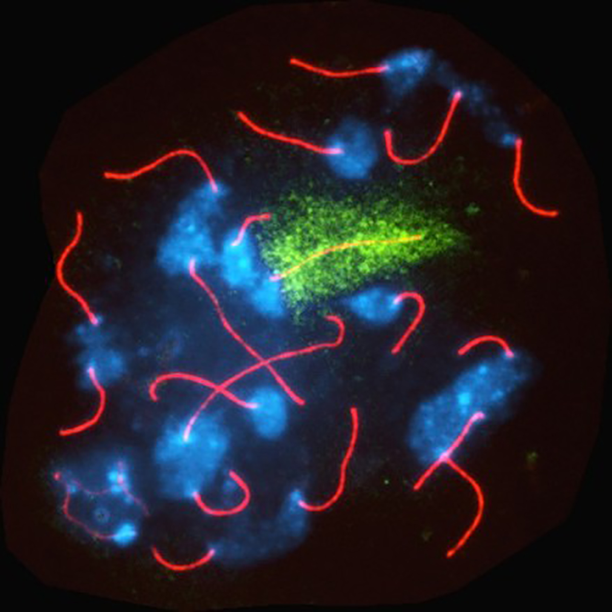 Fluorescent microscopy image of mouse spermatocyte showing blue DNA, red chromosomes, and a highlighted green region.