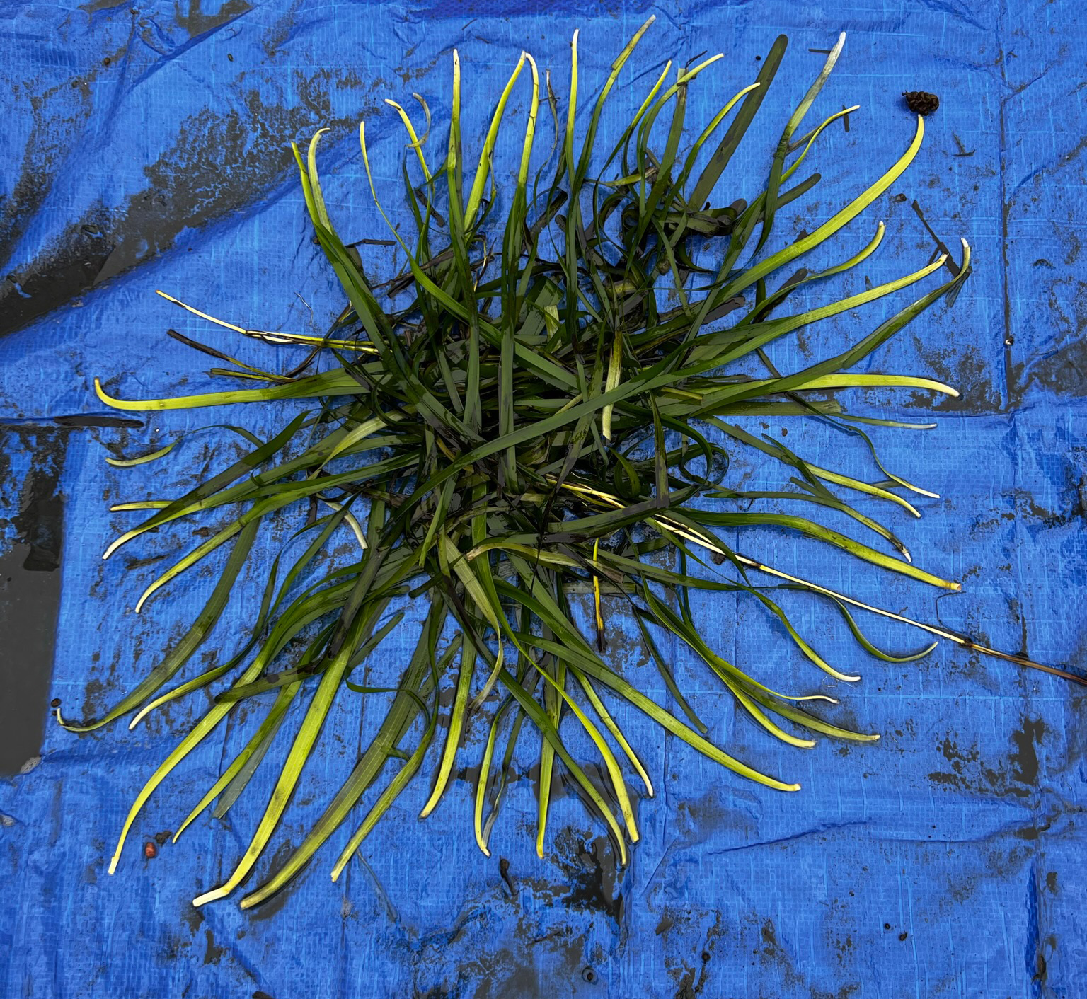Top-down green clump of narrow leaves with pale tubular stalks on a blue tarp