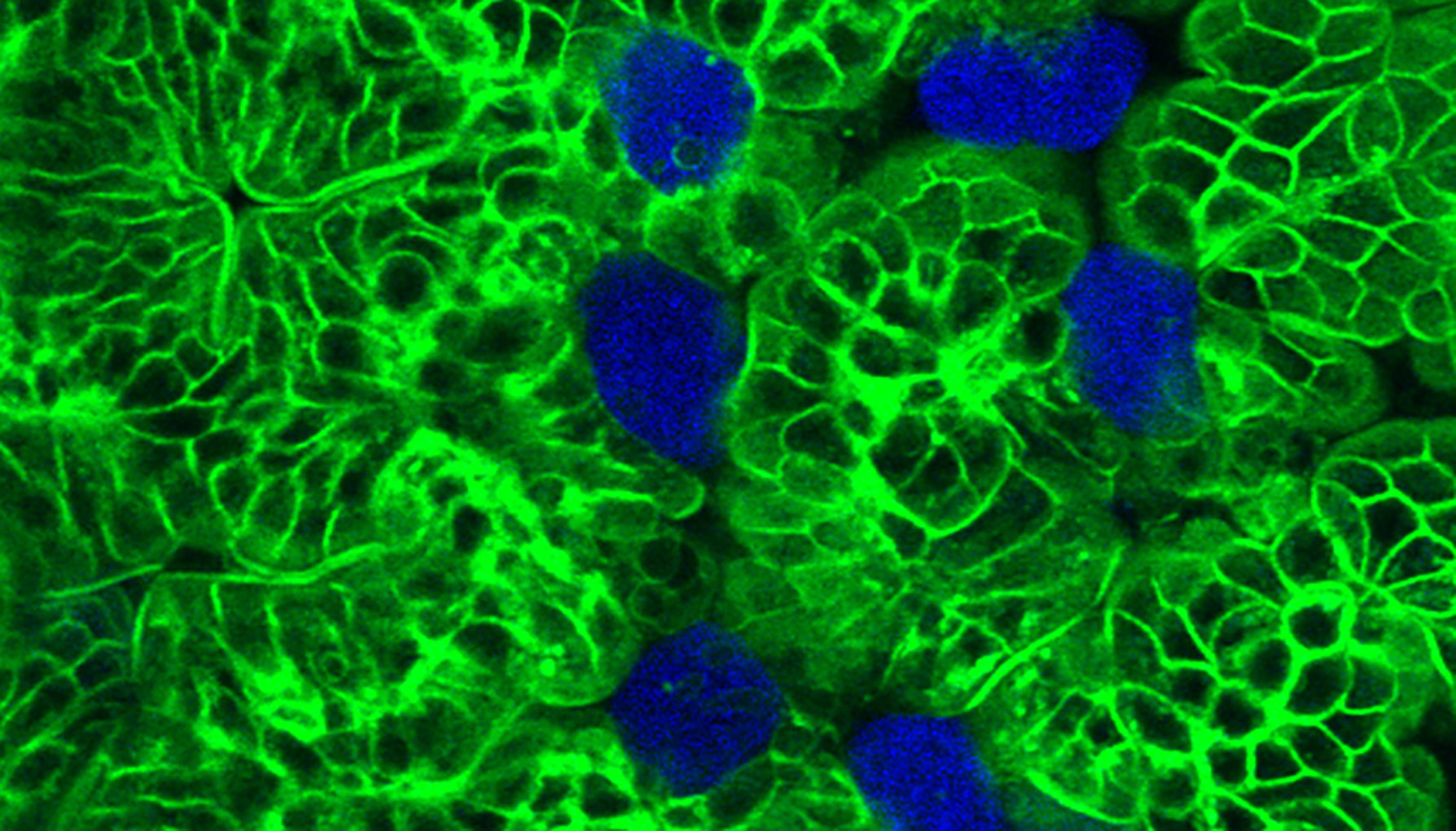 Fluorescent microscopy image showing intestinal tissue with cell borders highlighted in green and cell nuclei stained blue. The network of green outlines represents the structural organization of the epithelial cells lining the intestine.