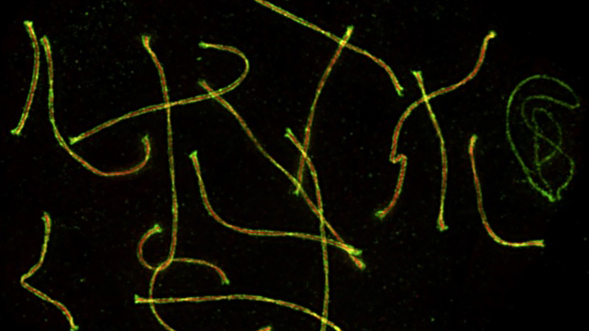 Fluorescent microscopy image of mouse chromosomes during meiosis, showing thread-like structures in red and green that represent paired homologous chromosomes at the pachytene stage.