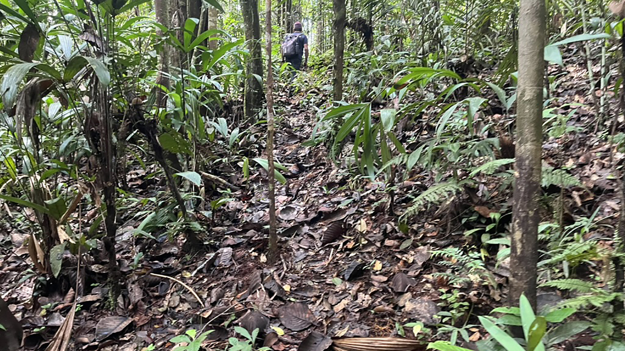 A narrow, leaf-covered trail in a dense tropical forest with lush greenery.