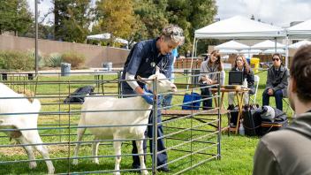 A veterinarian demonstrates animal care procedures on a goat inside a fenced area at an outdoor event. Attendees sit nearby on folding chairs under canopy tents, observing the demonstration on the grassy lawn.