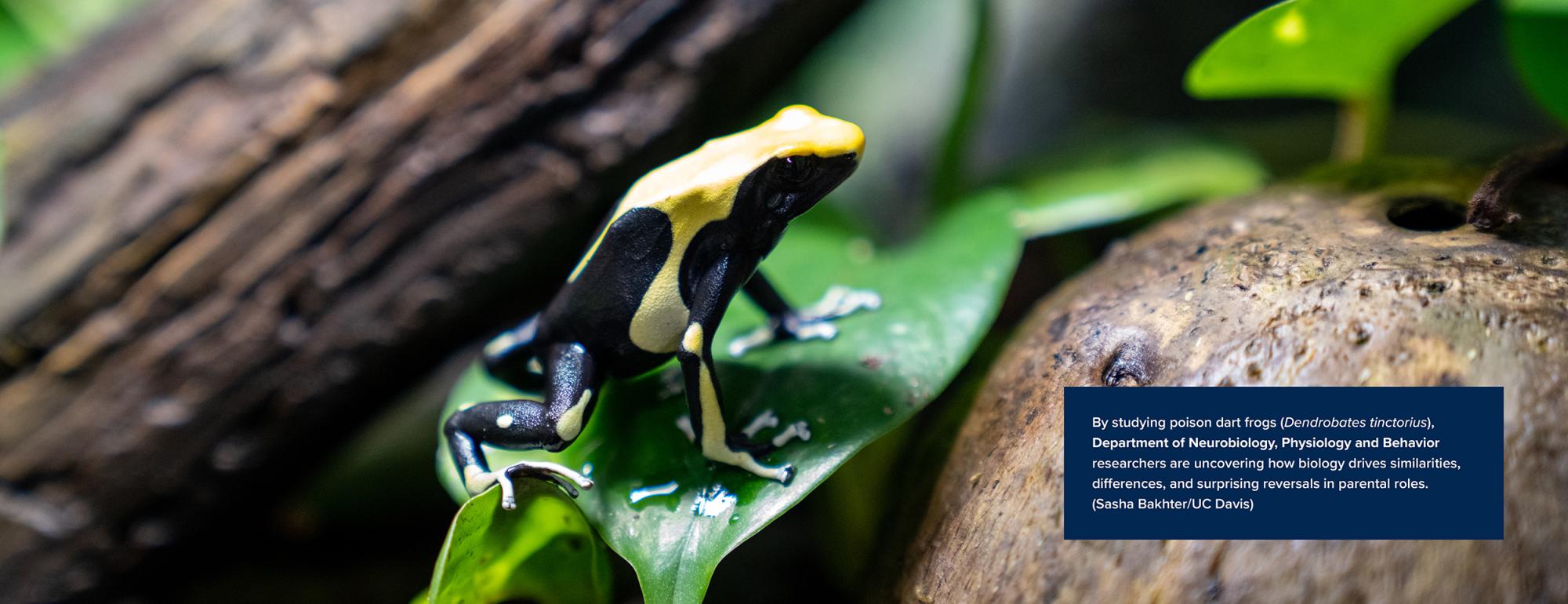A yellow-and-black poison dart frog (Dendrobates tinctorius) perched on a green leaf in a lush environment, with a research caption about parental role reversals in biology.