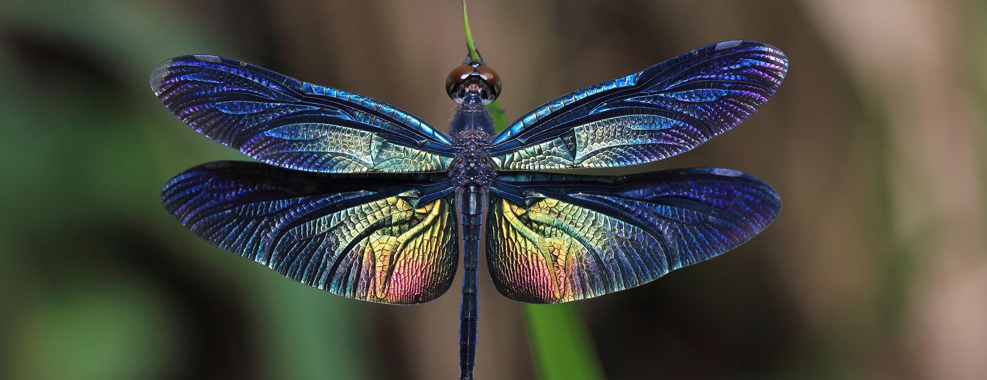 Blue and green dragonfly