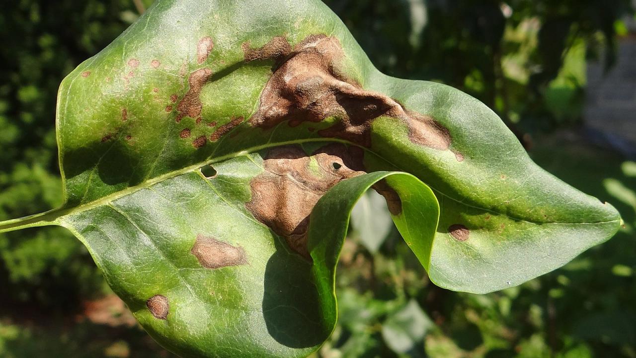 Pseudomonas syringae on Syringa vulgaris. Jerzy Opioła Pseudomonas syringae on Syringa vulgaris