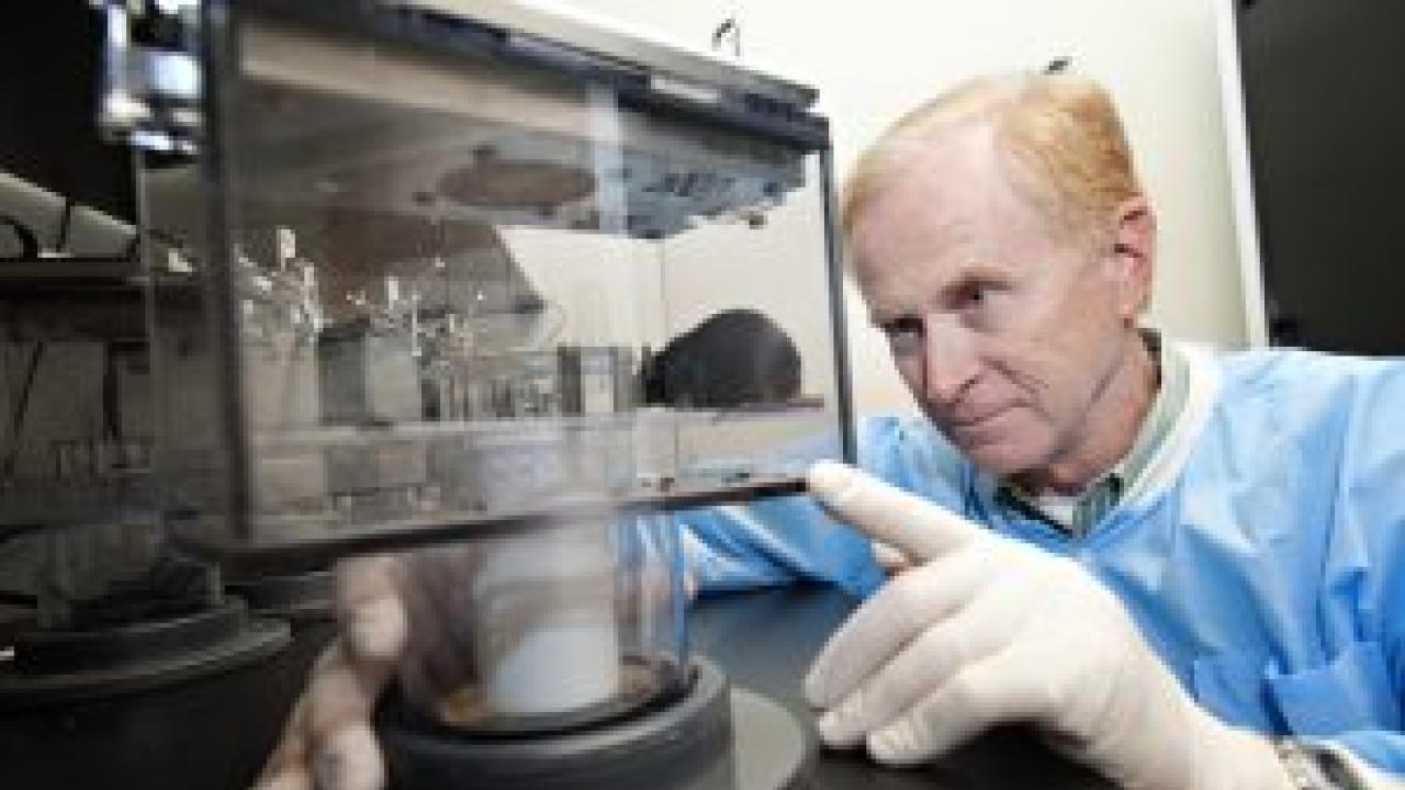 Prof. Kent Lloyd, director of the UC Davis Mouse Biology Program, in the lab. Gene-edited and “knockout” mice have become a vital tool in biomedical research. (Karin Higgins/UC Davis photo)