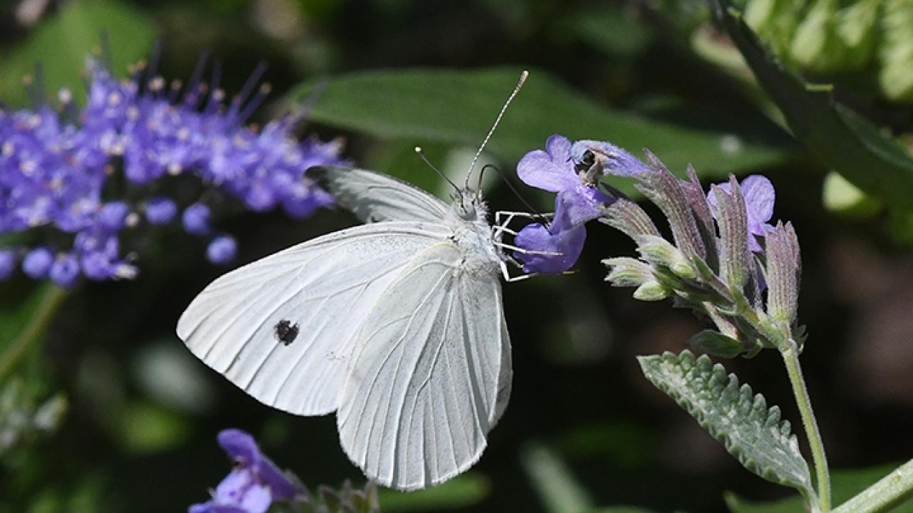 A cabbage white butterfly, Pieris rapae, nectaring on catmint in Vacaville, Calif. Photo by Kathy Keatley Garvey A cabbage white butterfly, Pieris rapae, nectaring on catmint in Vacaville, Calif. Photo by Kathy Keatley Garvey