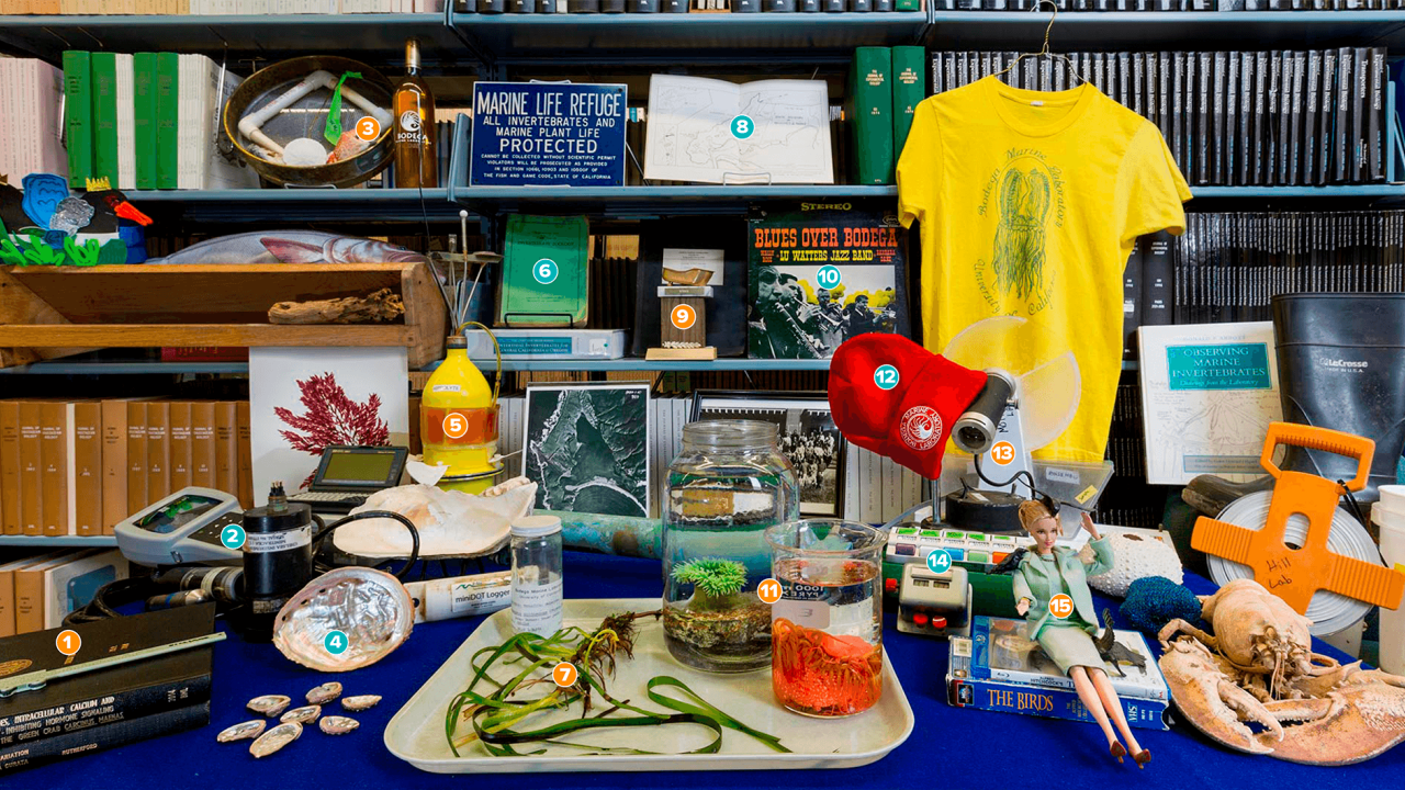We gathered together some of the objects representing the past and present of the Bodega Marine Laboratory. Take a peek and see what objects you can find. David Slipher/UC Davis