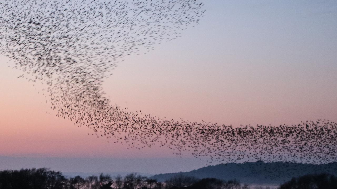 A murmuration of starlings flock at sunset. Tanya Hart CC 2.0 A murmuration of starlings flock at sunset