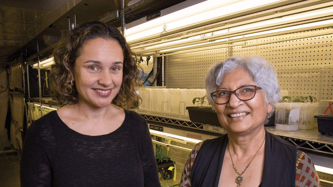 College of Biological Sciences Associate Professor Siobhan Brady and Professor Neelima Sinha in the Department of Plant Biology research and refine successful plant traits. David Slipher College of Biological Sciences Associate Professor Siobhan Brady and Professor Neelima Sinha in the Department of Plant Biology research and refine successful plant traits. David Slipher