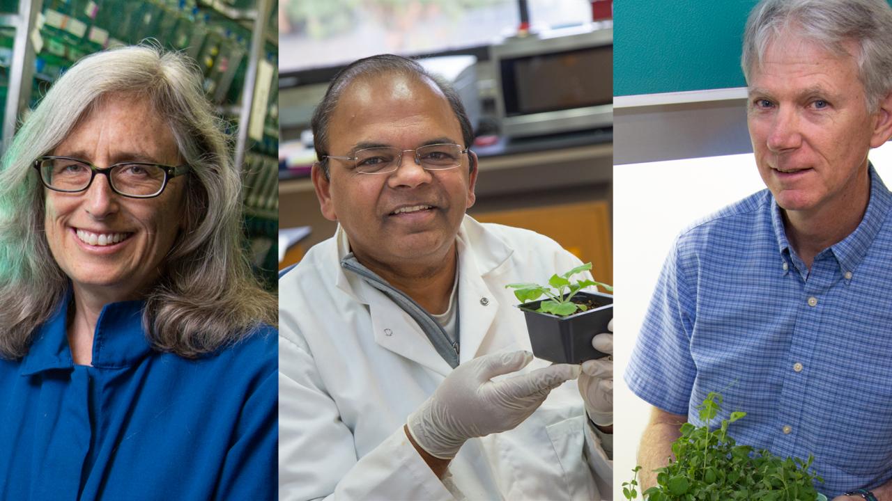 Professor Sean Burgess, Department of Molecular and Cellular Biology; Professor Savithramma Dinesh-Kumar, Department of Plant Biology; and Professor Steven Theg, Department of Plant Biology, were selected by the storied institution for their distinguished contributions to advance science and its applications. David Slipher/UC Davis Three faculty members from the UC Davis College of Biological Sciences have been honored this year as Fellows of the American Association for the Advancement of Science (AAAS)