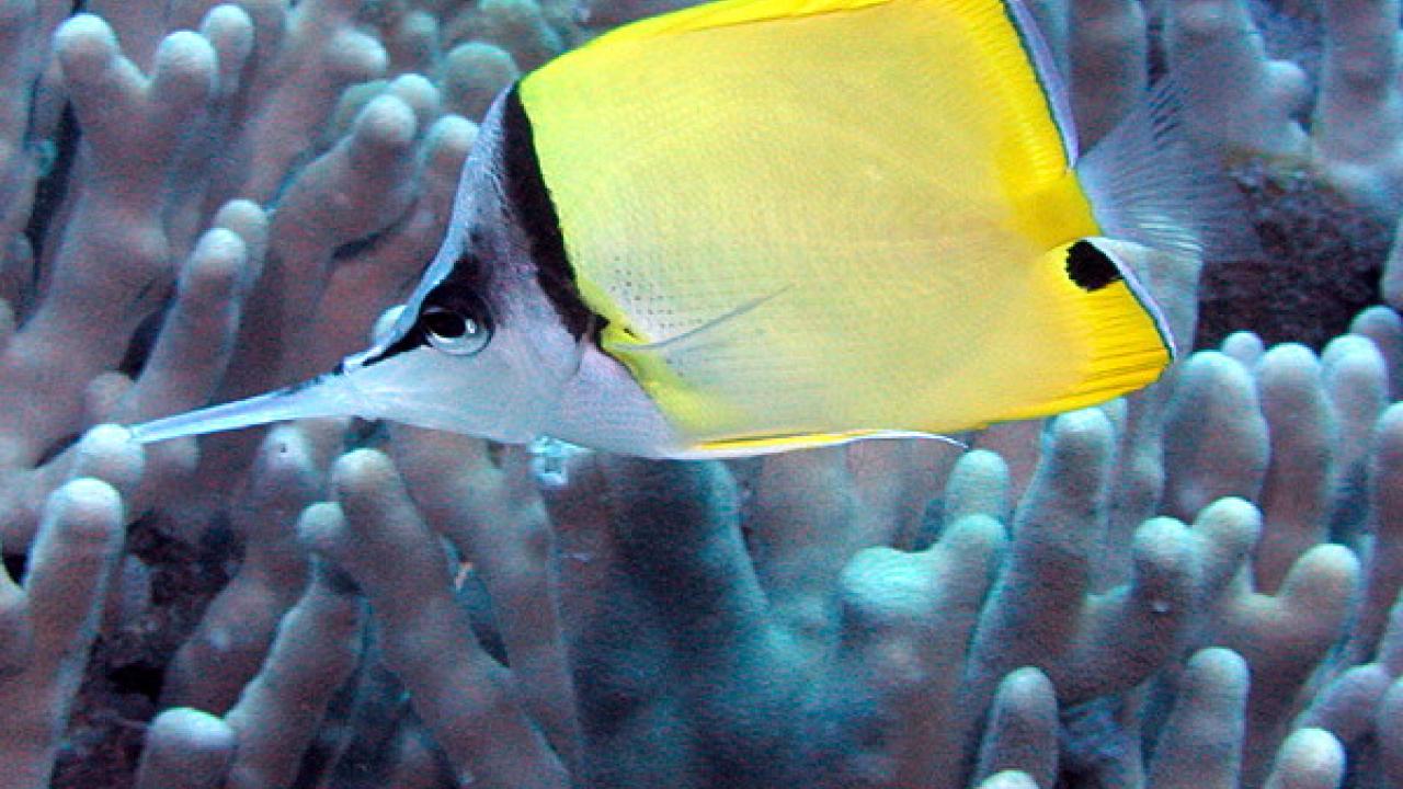 The Longnose Butterflyfish hunts for prey on the sea floor. Butterflyfish with this feeding habit rely more on physical defense against predators and less on hiding among coral, UC Davis research has found. Clark Anderson/Aquaimages A Longnose Butterflyfish