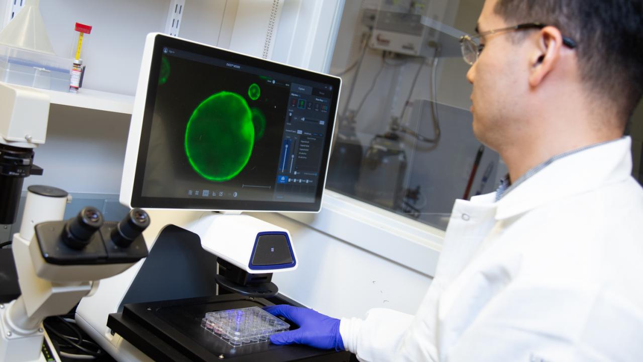 Chang-il Hwang and organoid