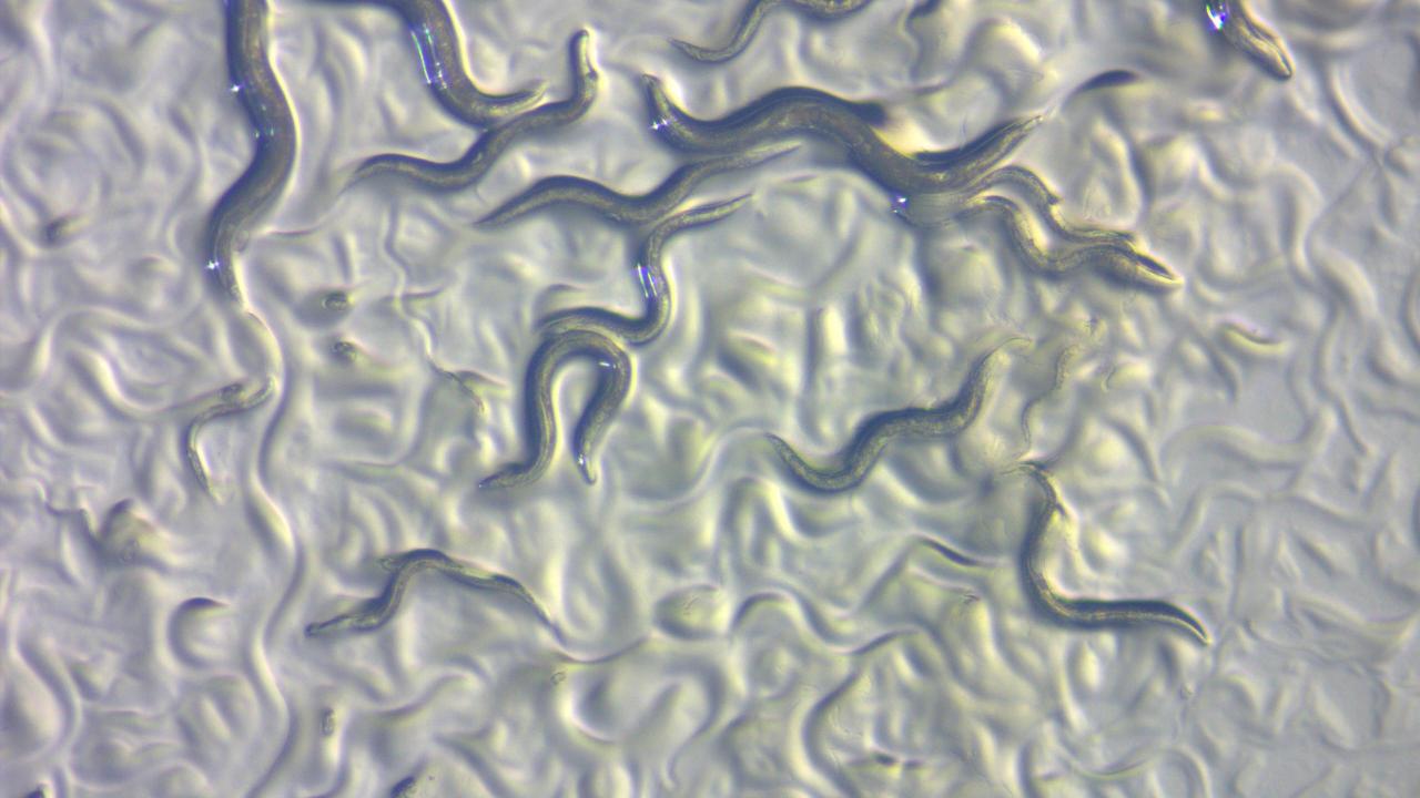 Using CRISPR/Cas9 gene editing tools, Starr created mutant versions of the worm C. elegans, focusing on parts of the genome responsible for expression of SUN and KASH proteins. He then observed how these proteins interacted during the worms’ development. ZEISS Microscopy C. elegans