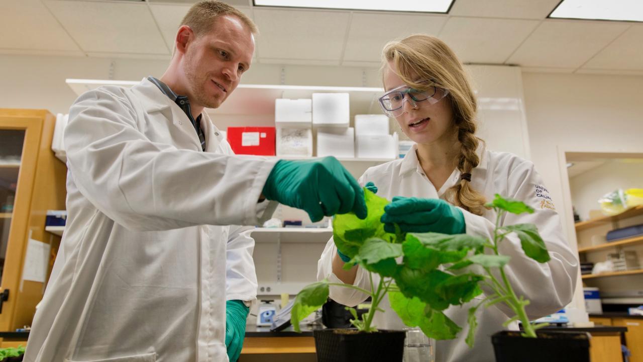 Philipp Zerbe (left) and undergraduate student Iris Mollhoff (right) in the lab, working on using Nicotiana benthamiana for enzyme functional studies. Mollhoff is now a graduate student at Stanford University. Courtesy photo Zerbe and an undergraduate student