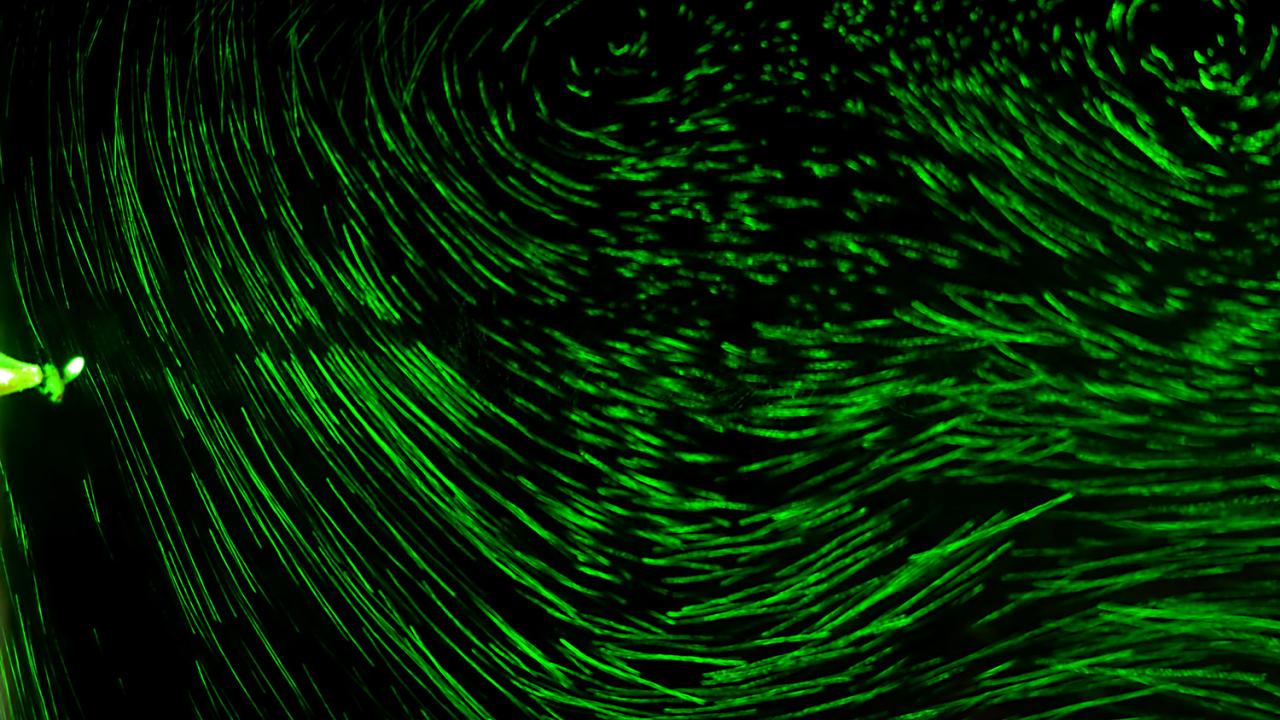 Fly in a convection cell chamber
