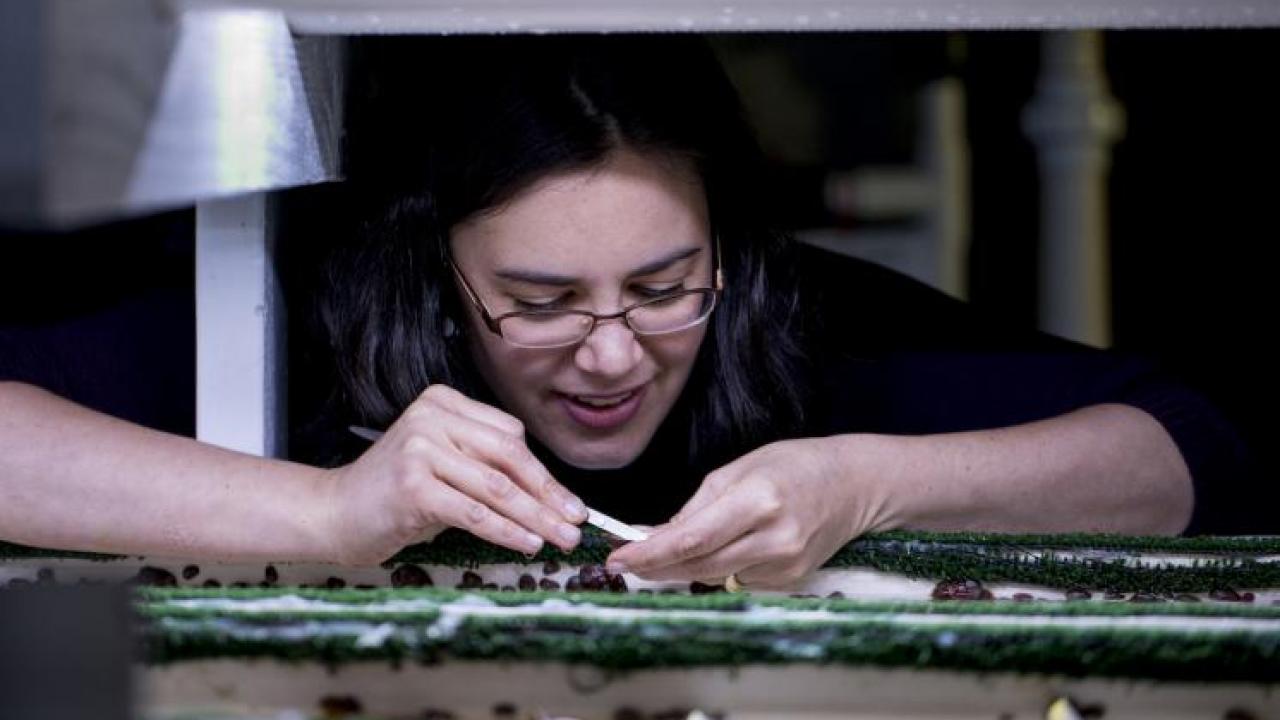 Kristin Aquilino, project manager for the white abalone program at Bodega Marine Laboratory, inspects year-old white abalone in 2017. (Joe Proudman/UC Davis) Kristin Aquilino