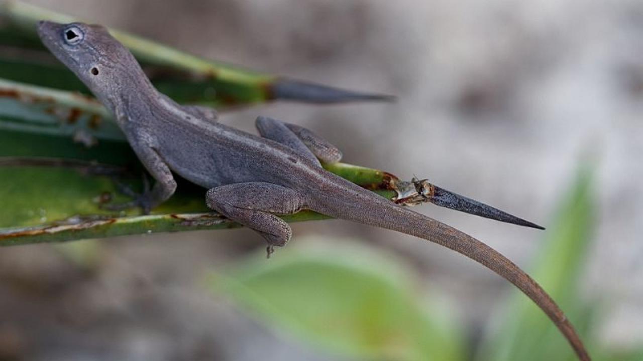 A new study in the journal Nature gives a graphic demonstration of Anole lizards living on islands in the Caribbean and how they survived – or not – two violent hurricanes in 2017. Rian Castillo A female Anolis scriptus.