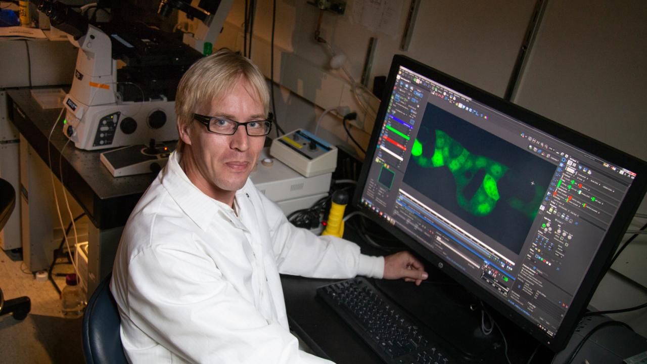 For his discovery of a new type of insulin-producing cell, among other research contributions featured in the journal Cell Metabolism, Associate Professor Mark Huising, Department of Neurobiology, Physiology and Behavior, was awarded the 2017-2018 College of Biological Sciences Faculty Research Award. David Slipher/UC Davis Mark Huising sits at lab bench