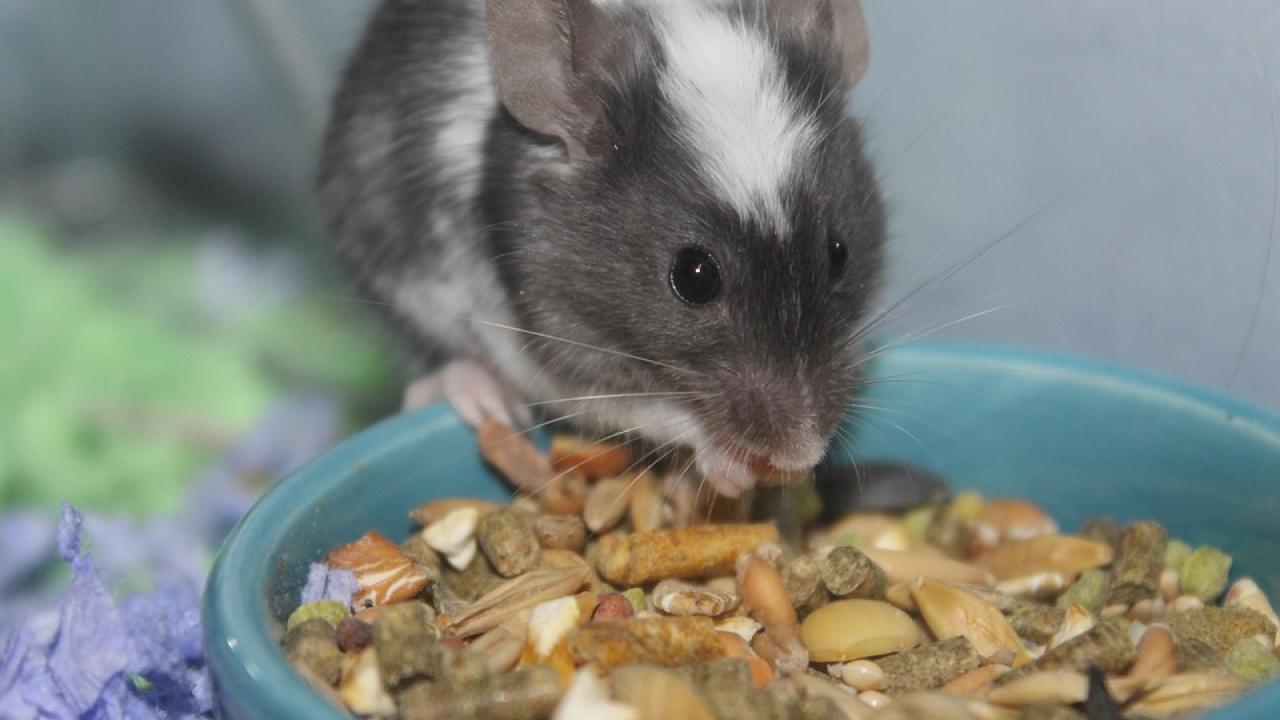 Mouse eating food