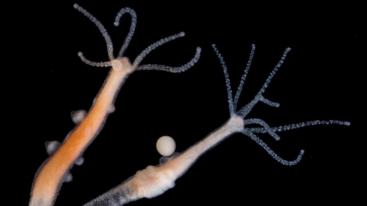 Image of Hydra