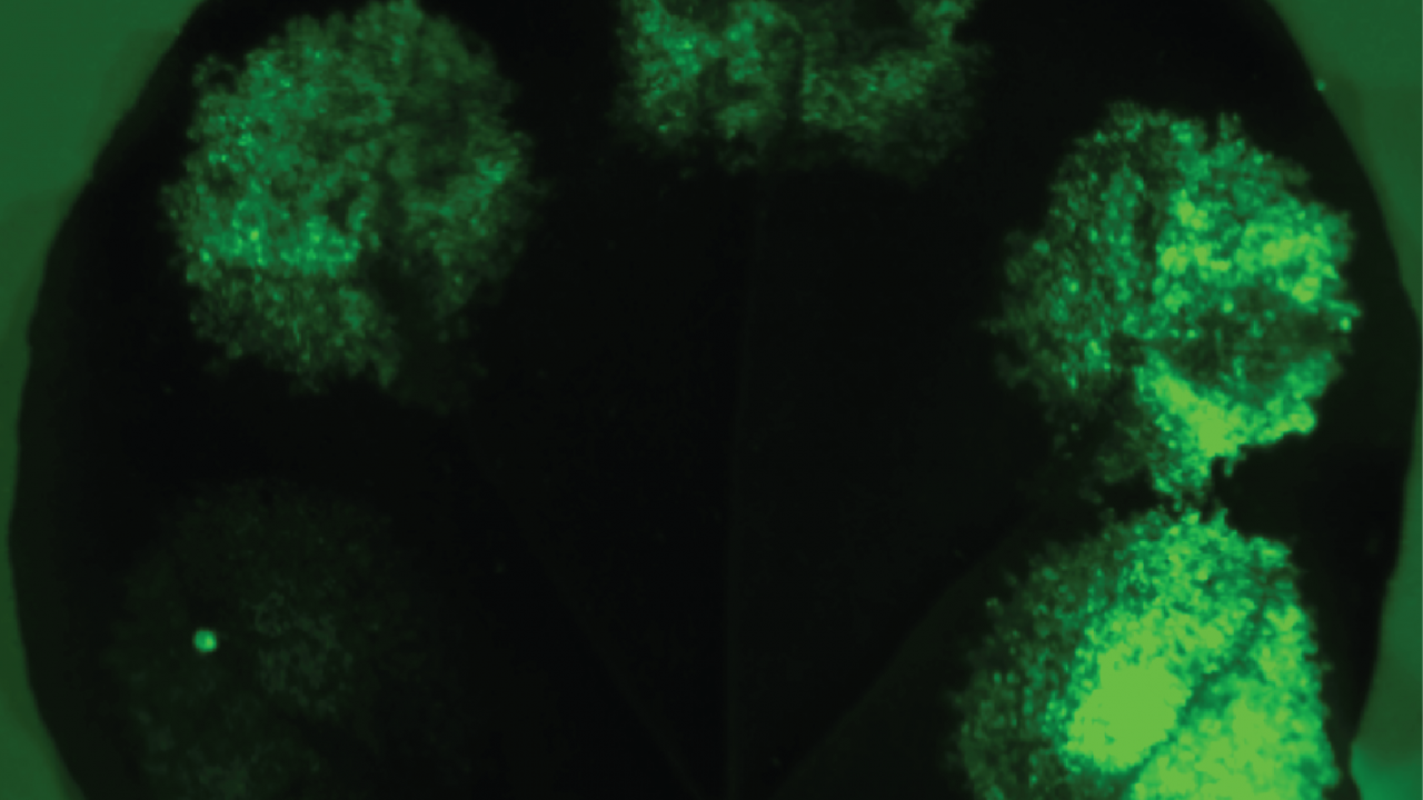A leaf with various synthetic promoters expressing Green Fluorescent Protein, demonstrating the range of expression levels that can be achieved with their engineered promoters. (Credit: JBEI/Berkeley Lab) A leaf with various synthetic promoters expressing Green Fluorescent Protein