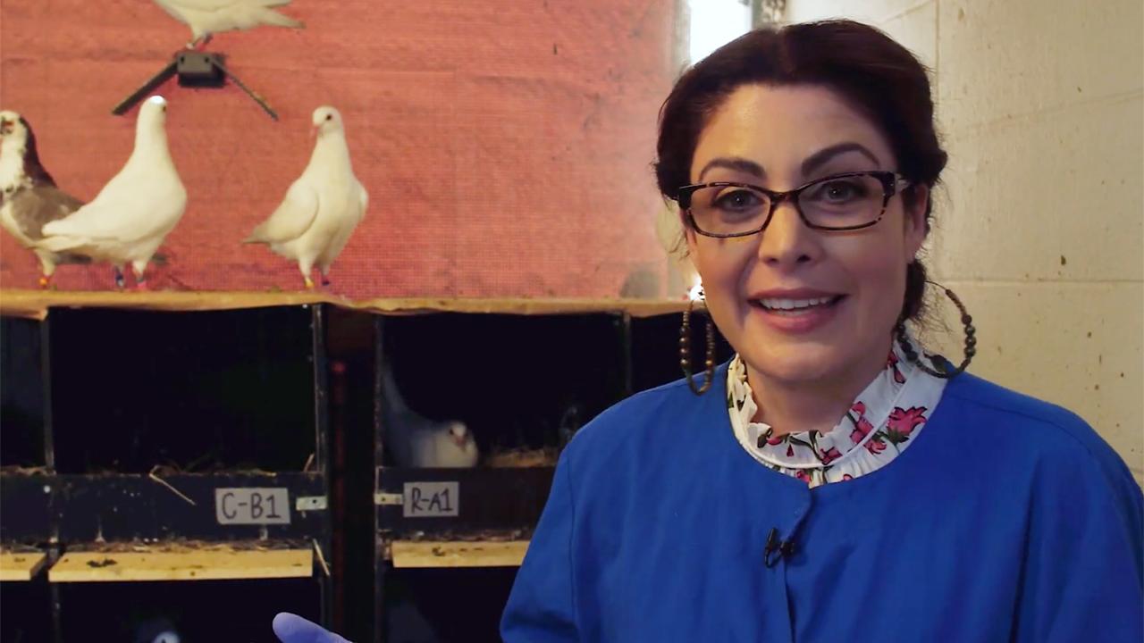 Assistant Rebecca Calisi Rodríguez explains the research in her lab. Screenshot from iBiology video Rebecca Calisi Rodríguez