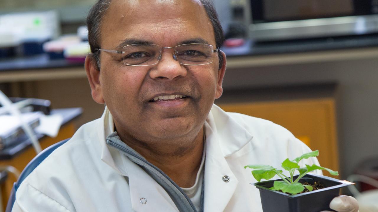 For his excellence in molecular plant pathology research, Professor Savithramma Dinesh-Kumar recently received the Noel T. Keen Award from The American Phytopathological Society. David Slipher/UC Davis Savithramma Dinesh-Kumar