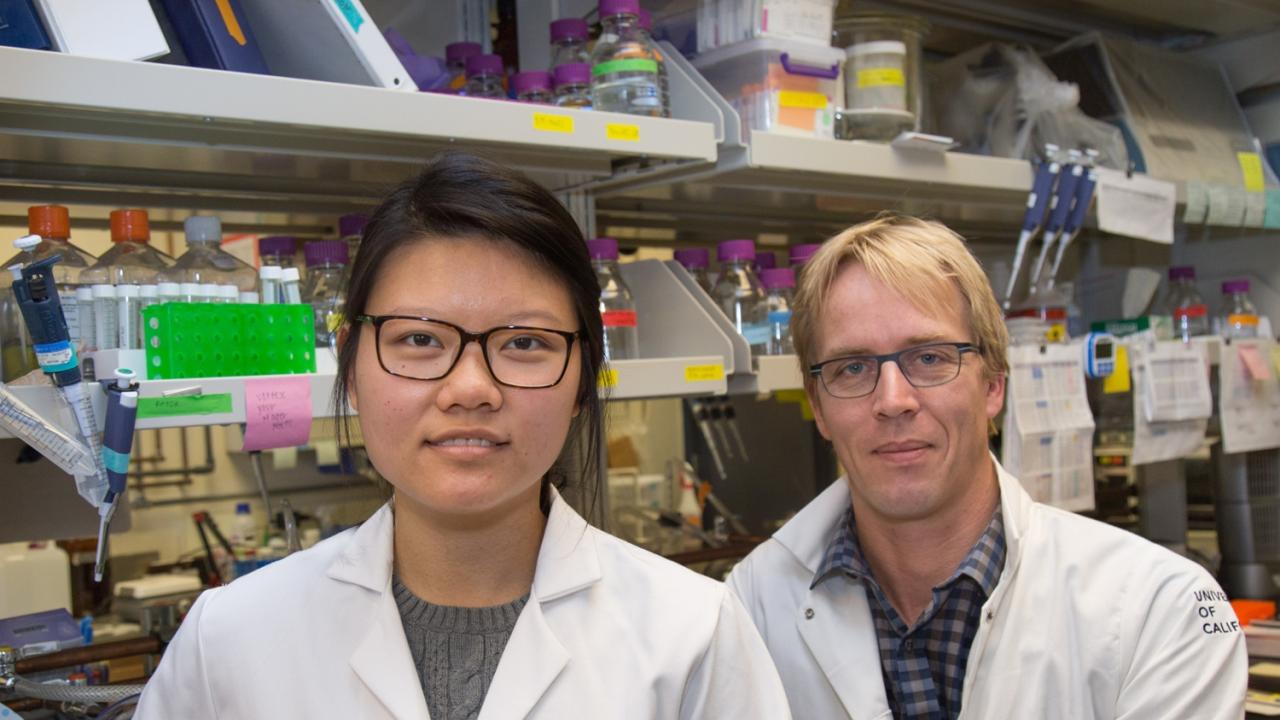 Sharon Lee, a Biochemistry, Molecular, Cellular and Developmental Biology graduate student, and Mark Huising, associate professor of neurobiology, physiology and behavior, study the cellular mechanisms of diabetes. David Slipher/UC Davis