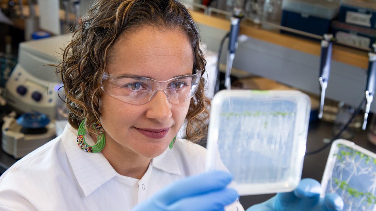 UC Davis plant biologist Siobhan Brady examines roots of tomato plants in her lab.