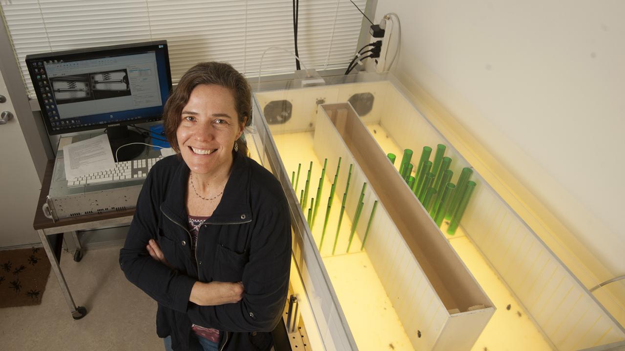 Stacey Combes is an associate professor in the Department of Neurobiology, Physiology and Behavior at UC Davis. Combes is a biomechanist — she studies the biomechanics of animals, particularly insects. (Karin Higgins/UC Davis) Stacey Combes is an associate professor in the Department of Neurobiology, Physiology, and Behavior at UC Davis. Combes is a biomechanist — she studies the biomechanics of animals, particularly insects. (Karin Higgins/UC Davis)