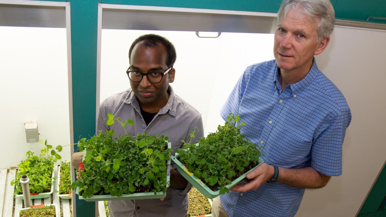 Ph.D. student Iniyan Ganesan and Professor Steven Theg stand with garden pea plants. David Slipher/UC Davis Ph.D. student Iniyan Ganesan and Professor Steven Theg stand with garden pea plants.