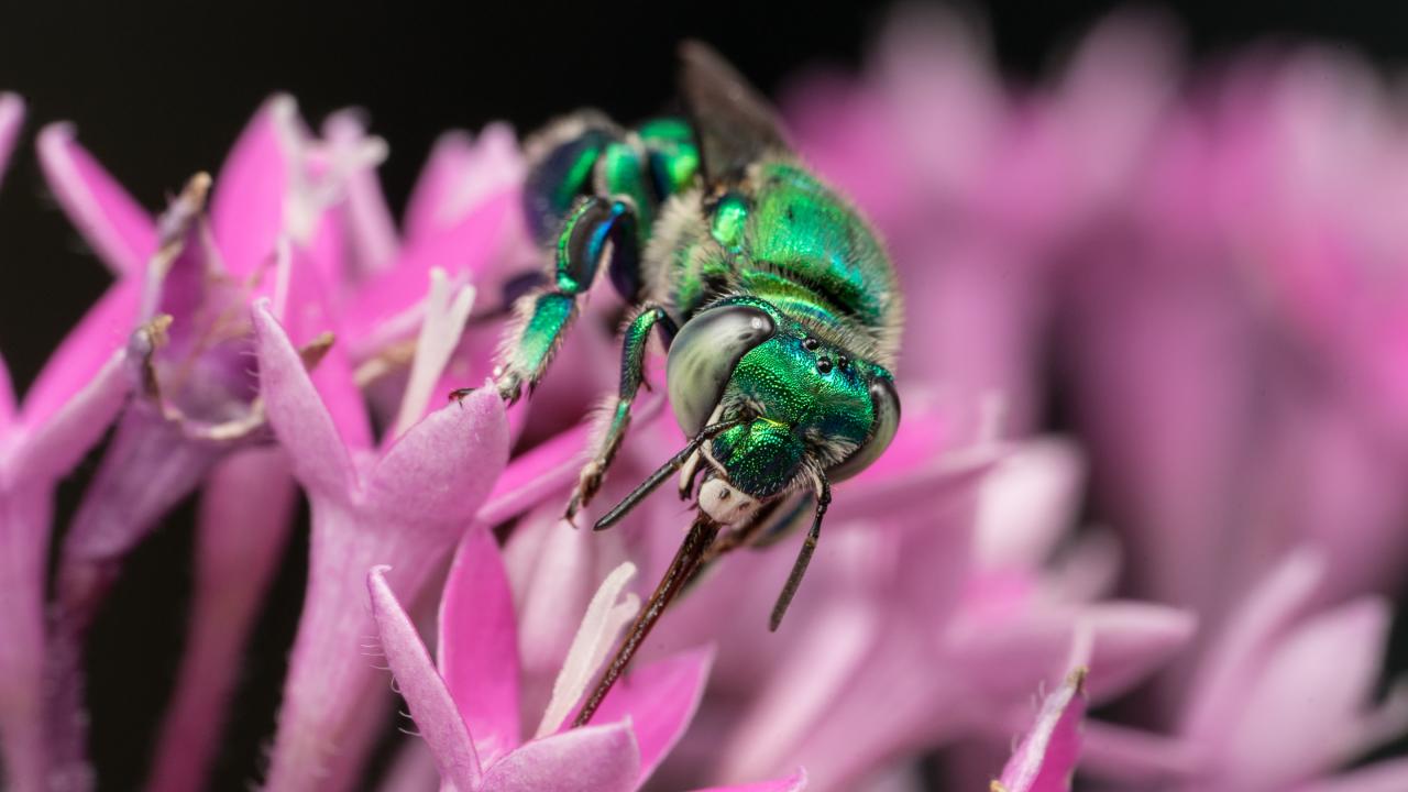 In a study appearing in Nature Communications, UC Davis researchers have linked the evolution of sexual signaling in orchid bees to a gene that’s been shaped by a species’ perfume preferences. Thomas Eltz Orchid bee