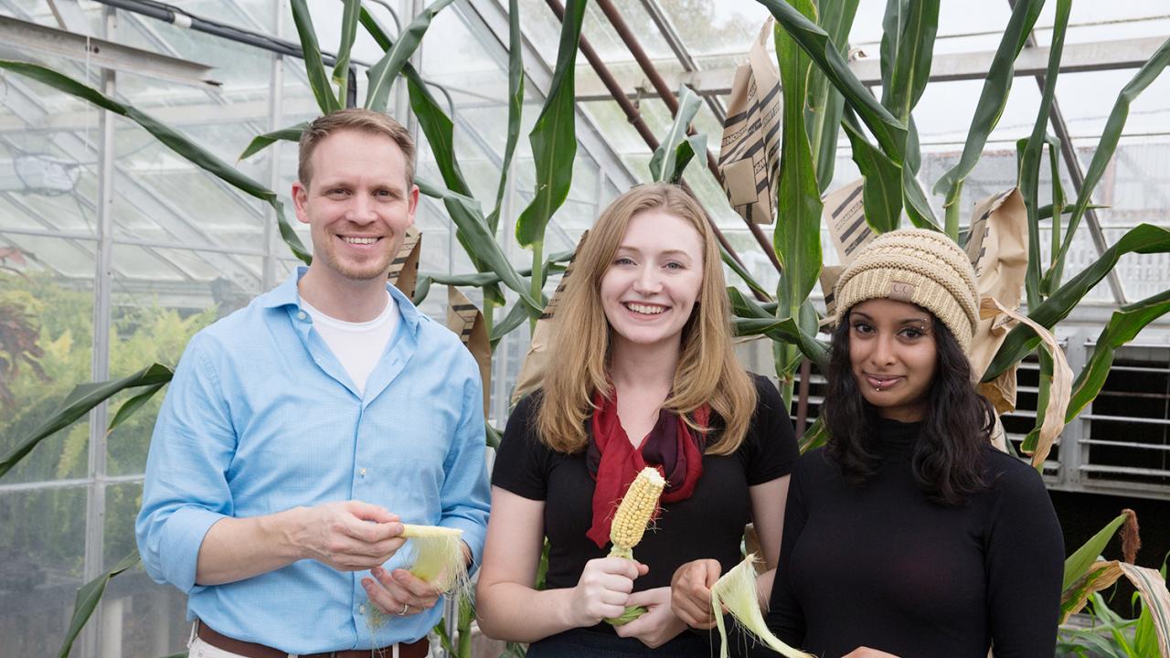 Zerbe and graduate students Katie Murphy and Prema Karunanithi hand pollinate corn hybrids. David Slipher/UC Davis Zerbe stands with graduate students Katie Murphy and Prema Karunanithi