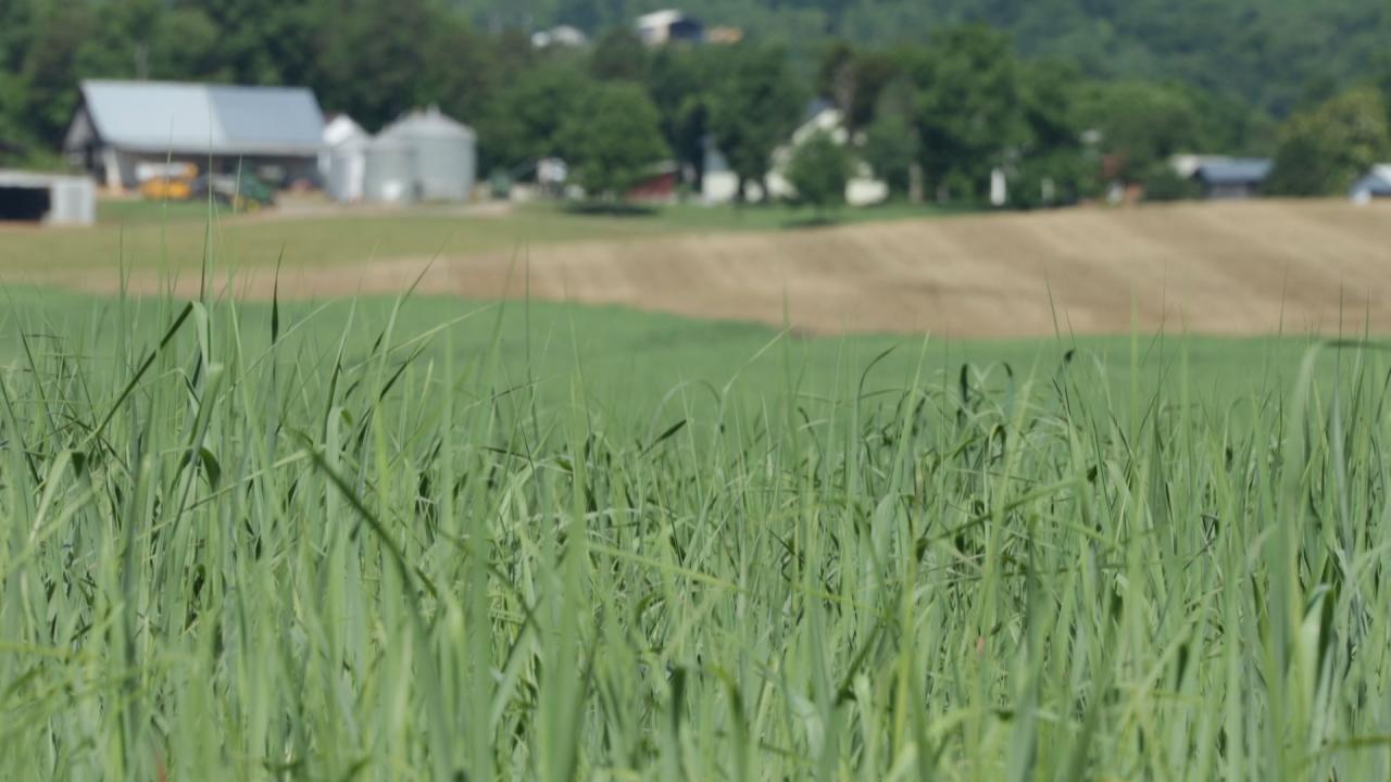 Zerbe and his colleagues will study the contribution of small molecules to the environmental stress tolerance of switchgrass, with hopes of developing new avenues to generate crops that better withstand stress and produce biofuel more efficiently. Department of Energy Switchgrass. Department of Energy