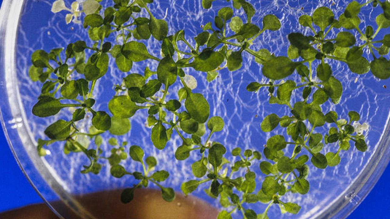 Using Arabidopsis thaliana, Professor Stacey Harmer found that the complexity of the plant circadian clock helps plants function rhythmically across a range of environments. INRA, Jean Weber Arabidopsis thaliana plant specimen