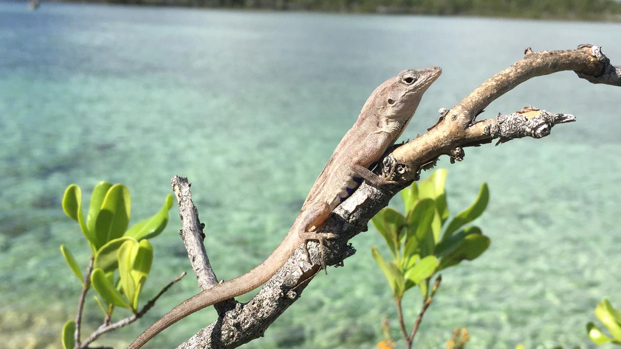 Brown anole (Anolis sagrei) 