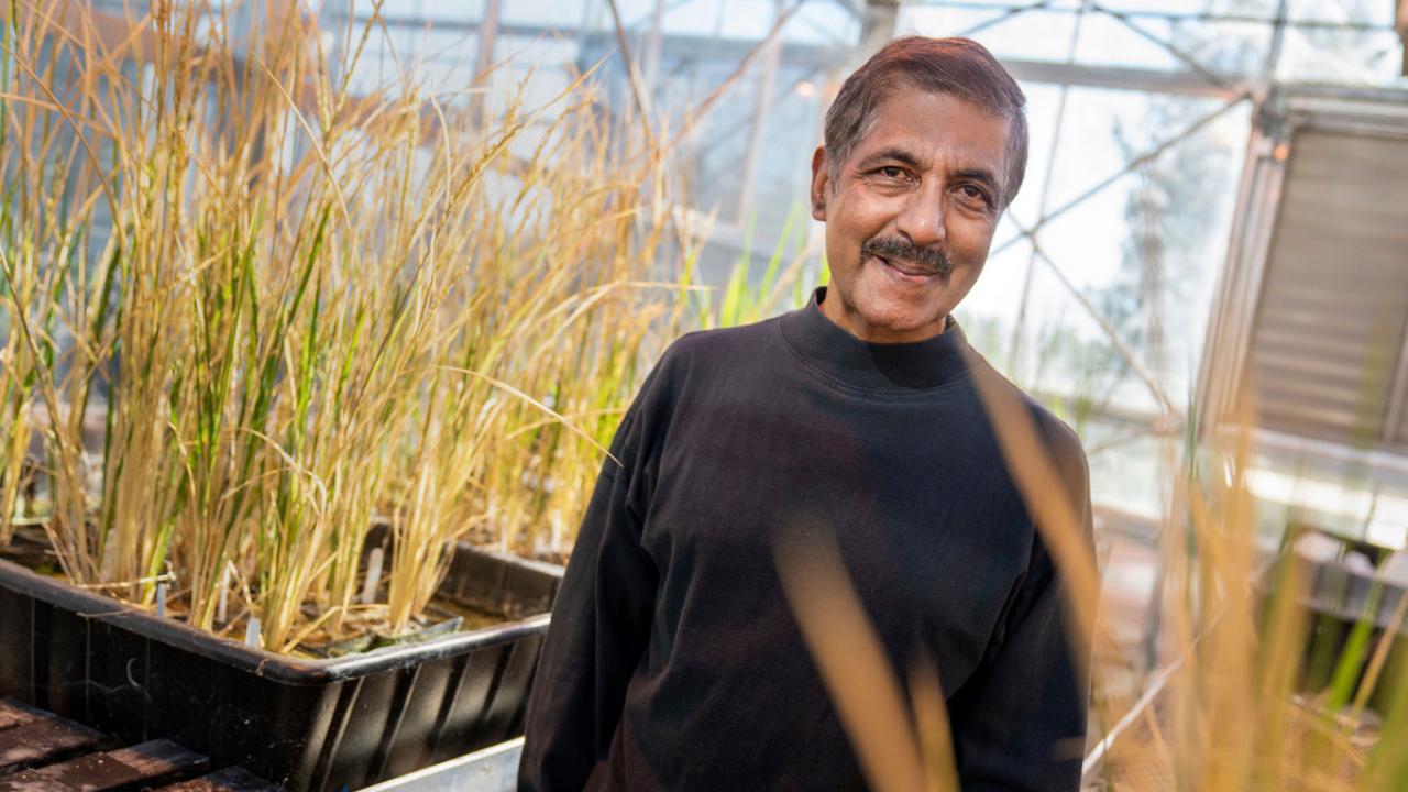 In December 2018, Distinguished Professor Venkatesan Sundaresan, along with colleagues from his lab, Iowa State University and the French National Institute for Agricultural Research published in Nature a method that allowed them to produce clonal seeds directly from plants, bypassing the sexual reproduction process. Karin Higgins/UC Davis Venkatesan Sundaresan