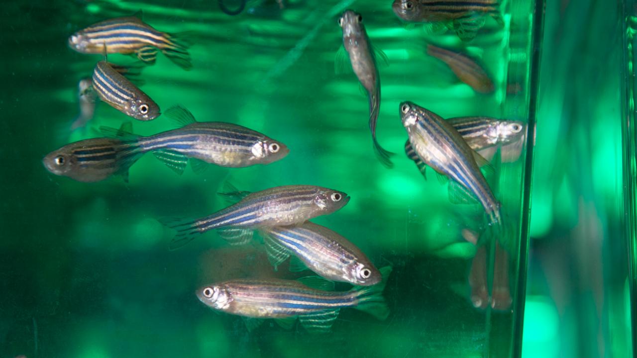 In a study appearing in Genetics, UC Davis researchers relay new discoveries about the molecular mechanisms behind sexual determination. Using zebrafish, they highlighted the gene responsible for determining whether the fish will develop into a female or a male. David Slipher/UC Davis Zebrafish swim in a tank. David Slipher/UC Davis