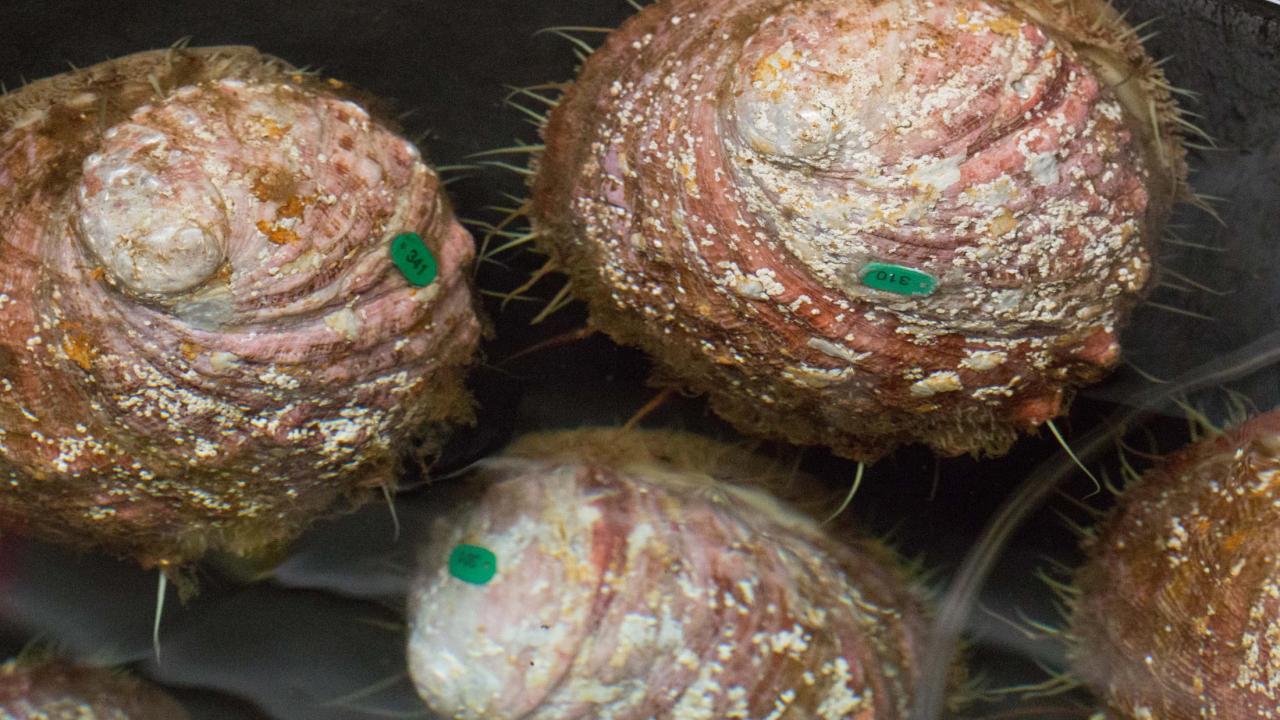 Mature breeding pairs of abalone receive the spa treatment at Bodega Marine Lab. David Slipher/UC Davis