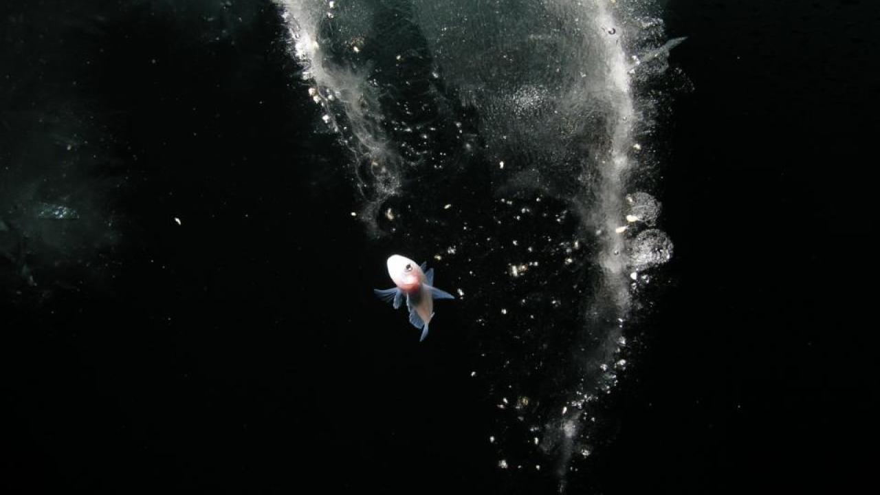 A young rock cod swims in Antarctica. Photo: Rob Robbins/US Antarctic Program A young rock cod swims in Antarctica. Photo: Rob Robbins/US Antarctic Program