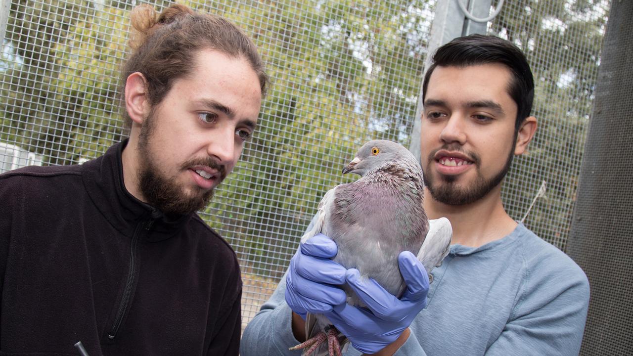 Undergraduates Tanner Feustel and Brandon Nava Ultreras examine and document the health status of a pigeon as part of research for the Rebecca Calisi Lab. David Slipher/UC Davis Undergraduates Tanner Feustel and Brandon Nava Ultreras examine and document the health status of a pigeon as part of research for the Rebecca Calisi Lab. David Slipher/UC Davis