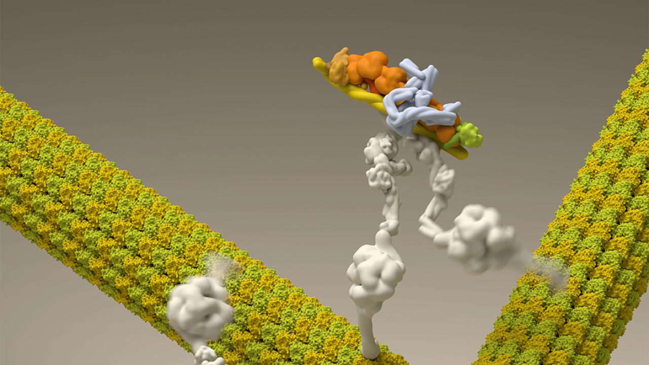 In this illustration, dynein motor proteins (colored white) move along microtubule filaments (colored yellow). Dan W. Nowakowski/N Molecular Systems, Inc. In this illustration, dynein motor proteins (colored white) move along microtubule filaments (colored yellow). Dan W. Nowakowski/N Molecular Systems, Inc.