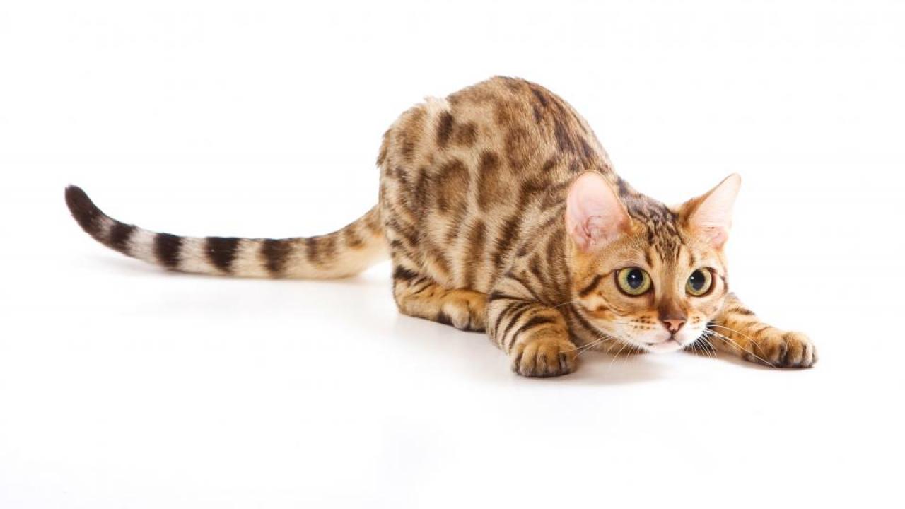 Cats and many other mammals use secretions from anal sacs for scent marking. A new study from UC Davis shows that these smelly compounds are made not by the cat, but by bacteria living in the anal sacs. Getty Images Cat