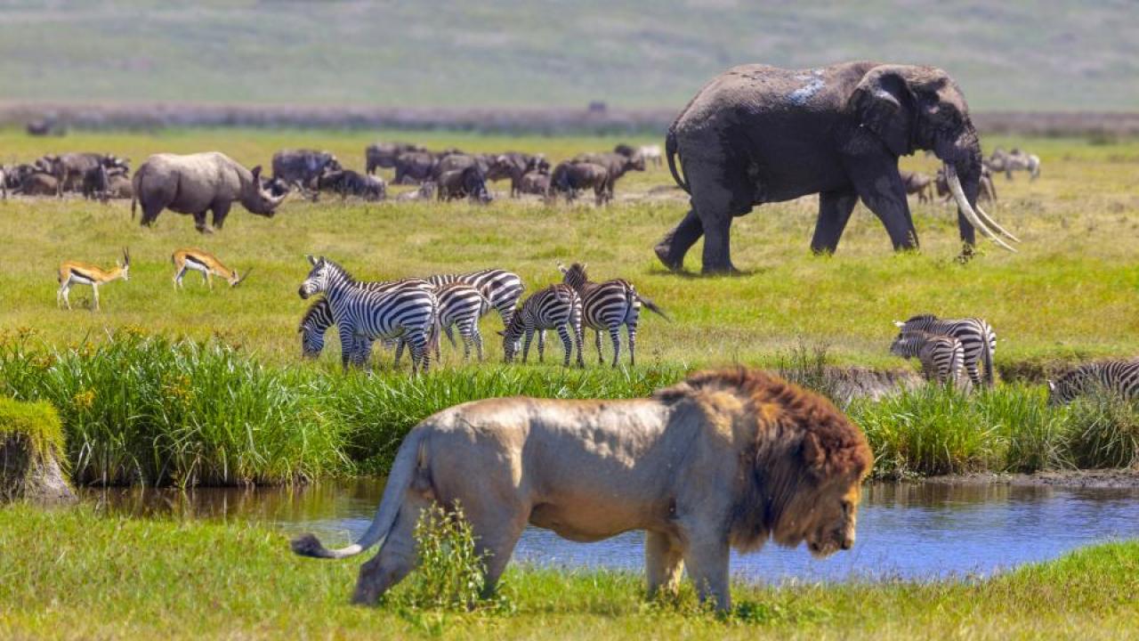 New models show that prey animals can benefit from a social network that warns of predators even when they compete with each other for resources such as water or grazing. These interactions can have an impact on ecology that was previously overlooked. (Getty Images) Lion