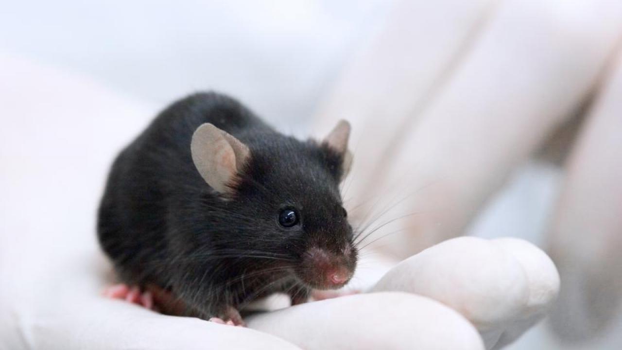 Mice